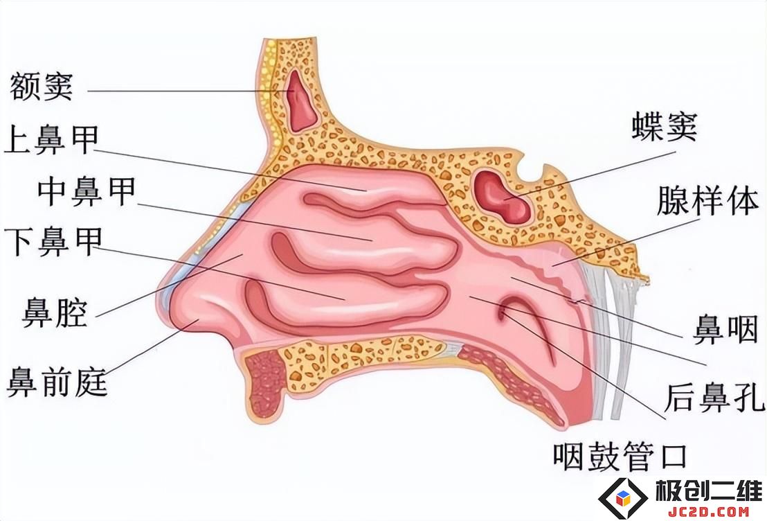 变应性鼻炎难根治，现代医学治疗变应性鼻炎患者有哪些疗法？