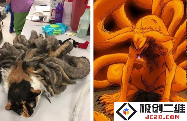 三花猫多年未剪毛变“九尾” 努力求生令人心酸：一路艰辛，猫咪的坚韧与感动