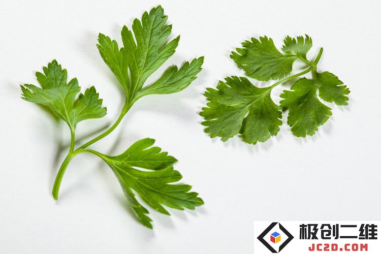 你可能对香菜有偏见，但它的健康益处和独特风味让我们值得尝试多吃一点！
