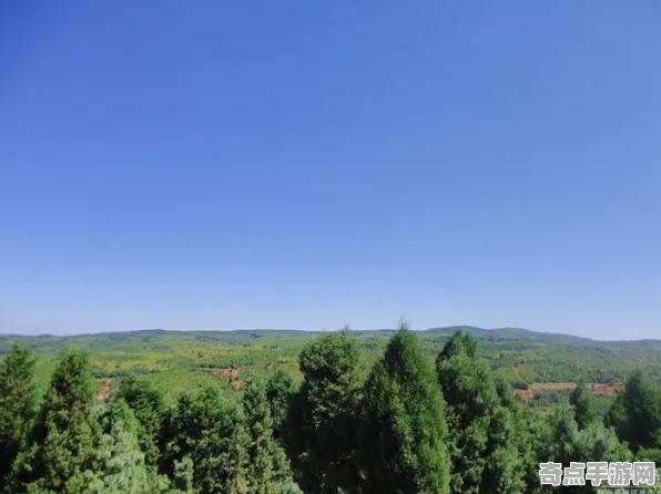 2025发售日确认现场»蚂蚁森林预购特典曝光全解析，优化方案揭秘