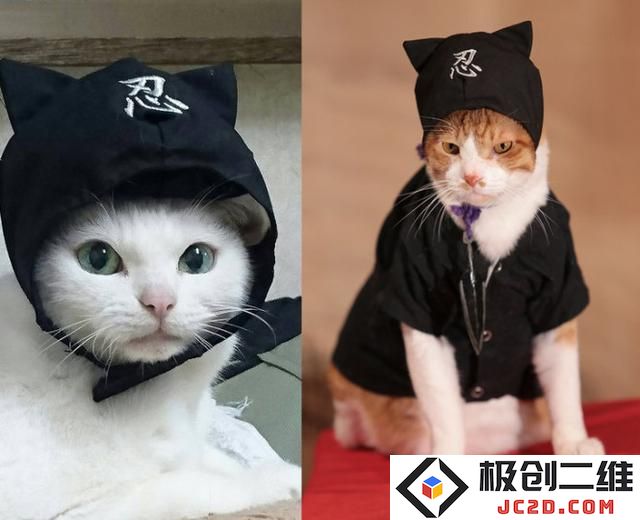 一起赚猫粮更开心！《猫侍》玉之丞友情出演《猫忍》：带你走进猫咪的奇幻世界！