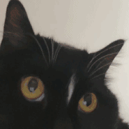 D773B392A79DB618673B9B91308D9D0F.gif
