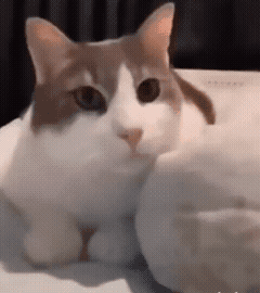 {D50F6EE9-683B-320D-4661-D86949E59353}.gif