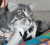 {A7EAAA8D-1FE6-FA77-615D-A4B3FEB36C5A}.gif