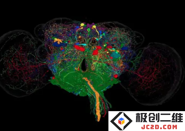 瑞士科学家解码果蝇大脑：AI+仿生技术助力机器人控制器突破