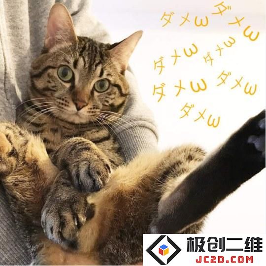 最爱你的黄金威力蛋 连公猫都出性感写真集了：这究竟是怎样一场宠物时尚风暴呢？