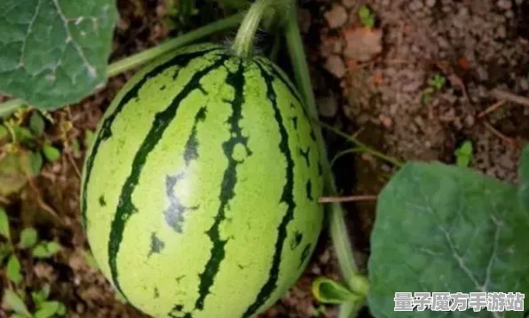暗影笼罩大陆禁忌领域开启