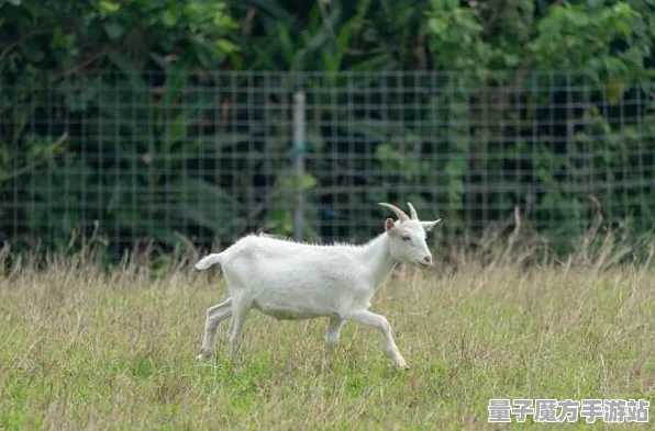 禁忌领域开启独家全球首发